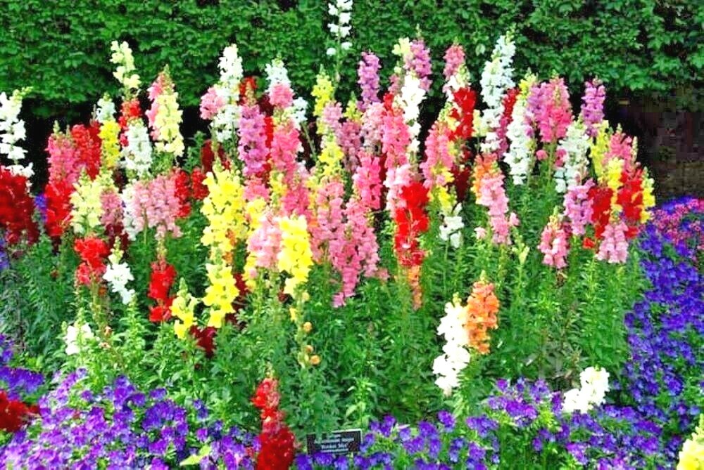 2001+SNAPDRAGON TETRA MIX Flower Seeds Spring Fall Garden Patio Container Easy