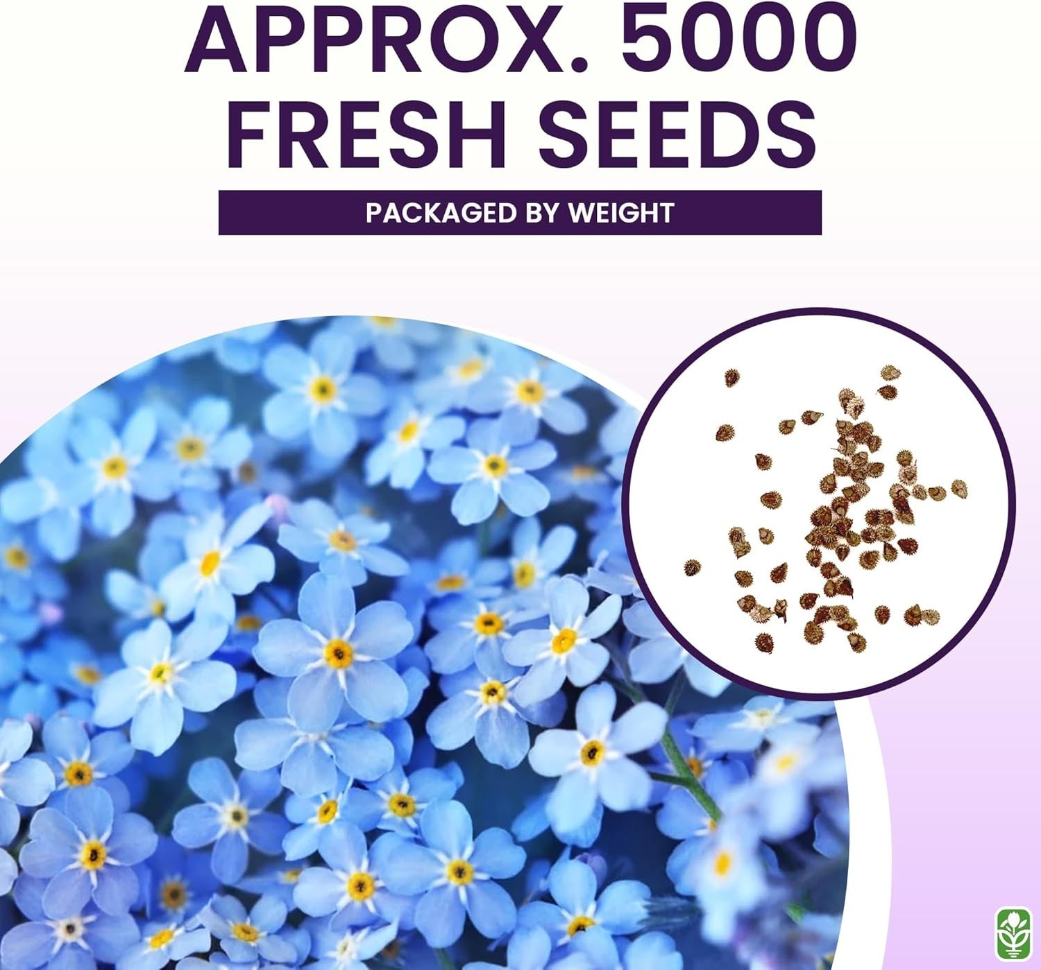 GMO-Free Forget Me Not Seeds – 5000 Pack Perfect for Spring and Summer Blooms