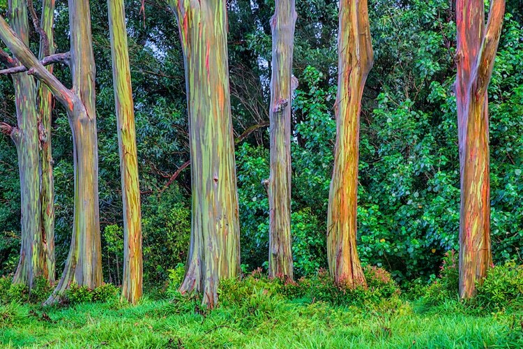 1-1000 PCS Rainbow Eucalyptus Tree Seeds Indonesian Gum Mindanao Sarassa 0128