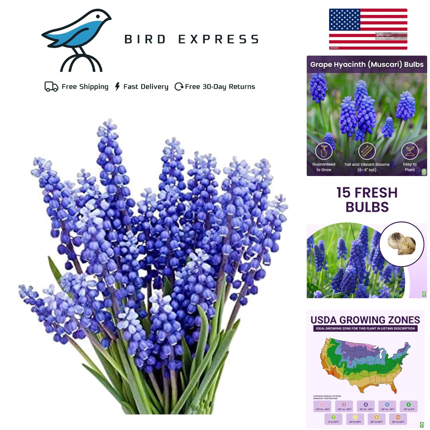 Grape Hyacinth Bulbs 15 Muscari Armeniacum Blue Flower Bulbs for Fall Planting