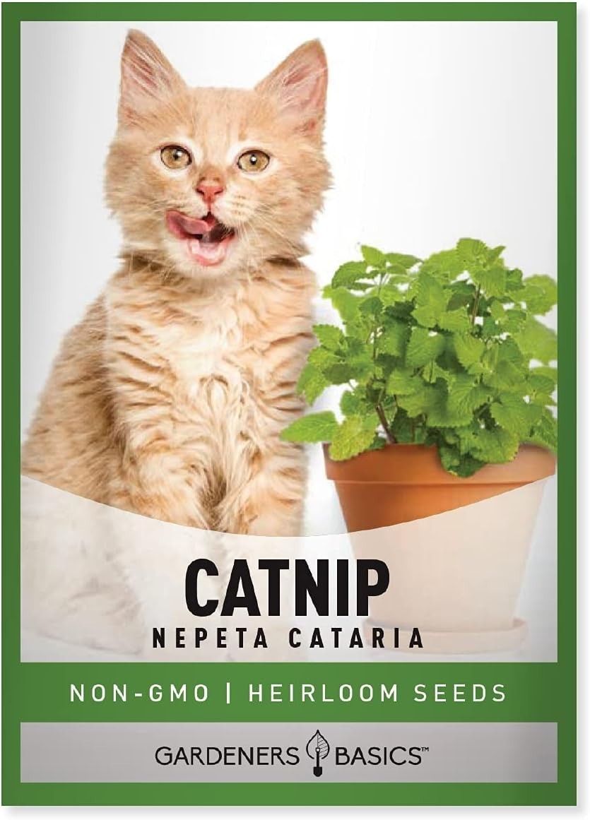 Nepeta Cataria Seeds – Heirloom & Non-GMO for Cat Happiness Indoors or Outdoors
