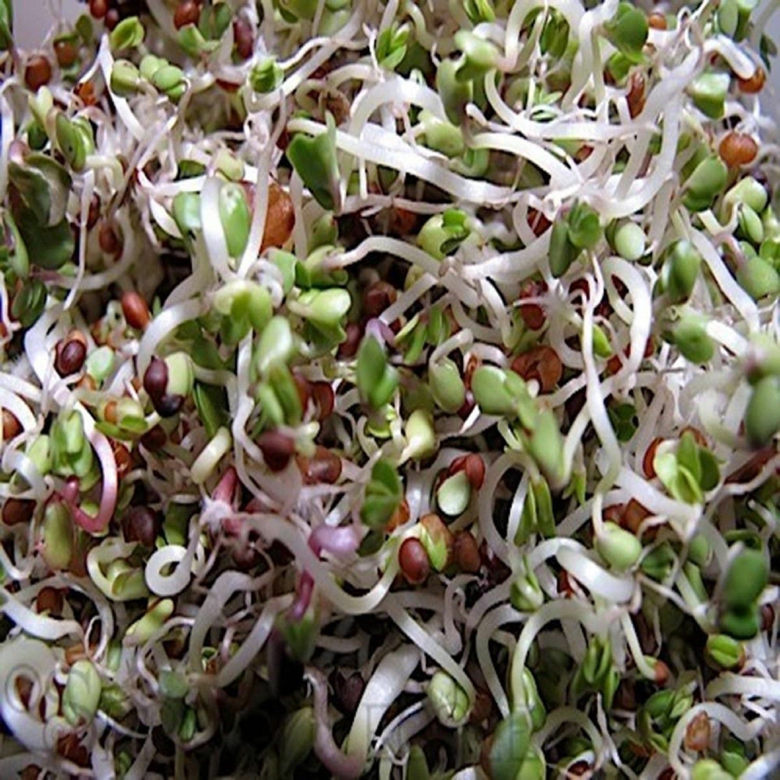 Peyton’s protein mix seeds for sprouting microgreens “Cool Beans N Sprouts”.