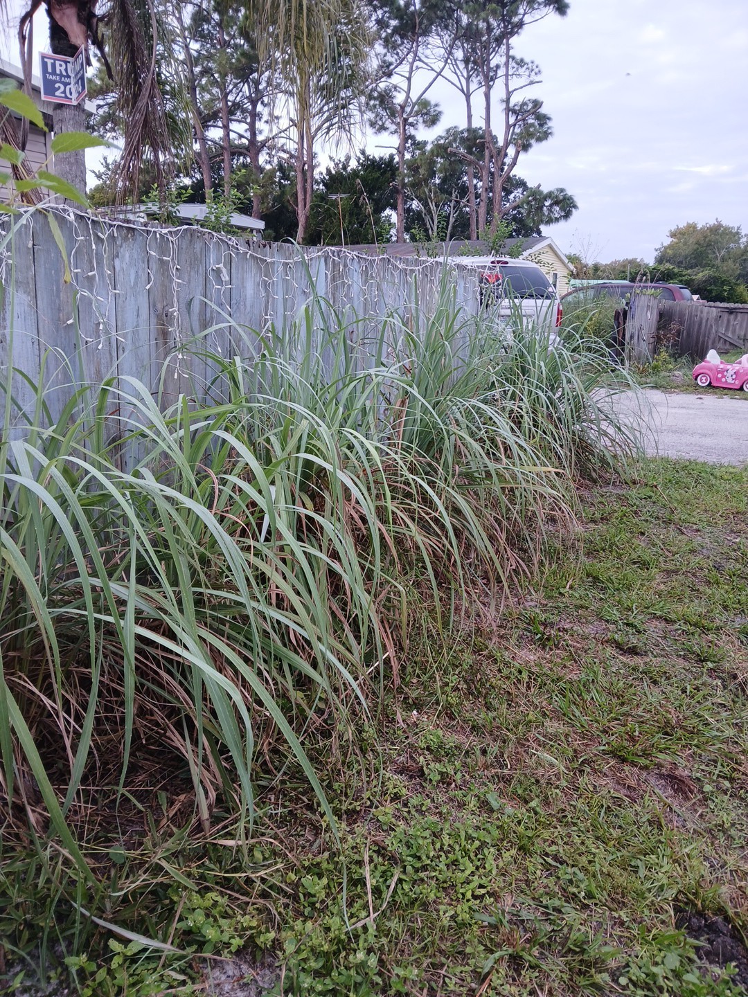 5 Live Lemon Grass Plants Cymbopogon Sereh Healthy Herb for Tea, cooking, bugs