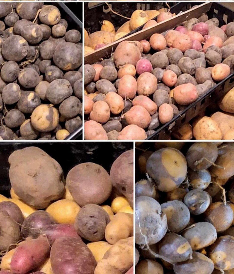 Potato Seed Tuber Mix 2 lb Purple Red Yellow Yukon Russet Organic Seeds Potatoes