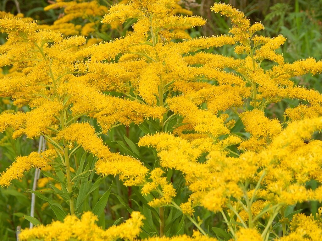 Canadian goldenrod 1000 seeds, solidago canadensis, large flowers, bulk seeds.