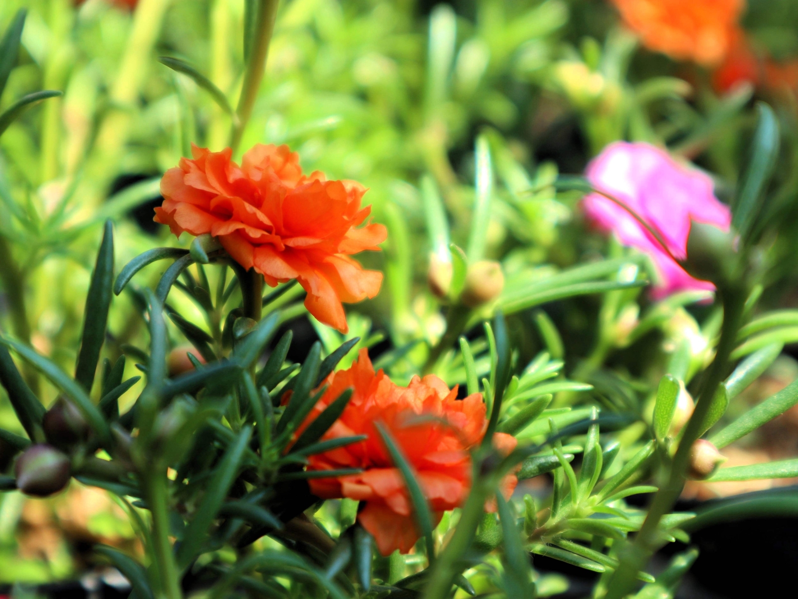 100 ORANGE PORTULACA Moss Rose Portulaca Grandiflora Flower Seeds *Comb S/H
