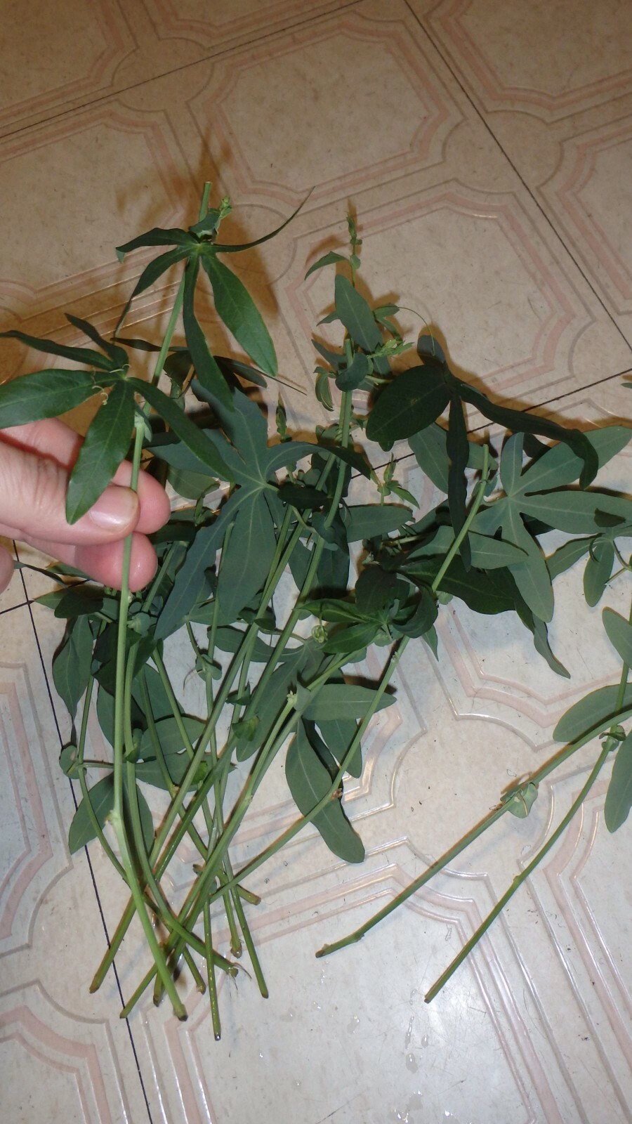 Passiflora Caerulea 15 cuttings, Blue Passion flower vine, 6-8 inches long each