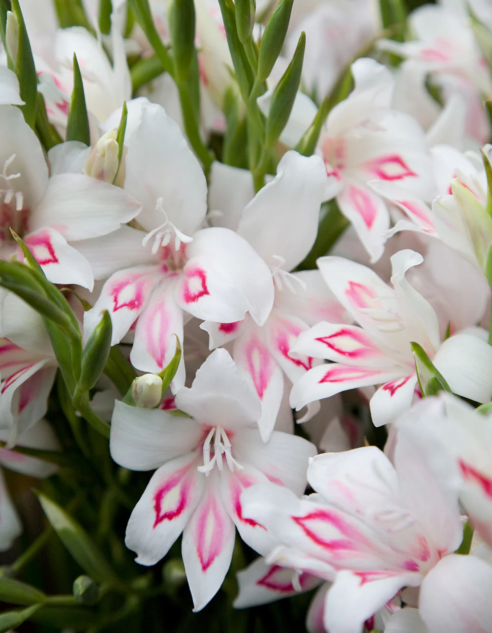 Nymph Hardy Gladiolus – 5 bulbs