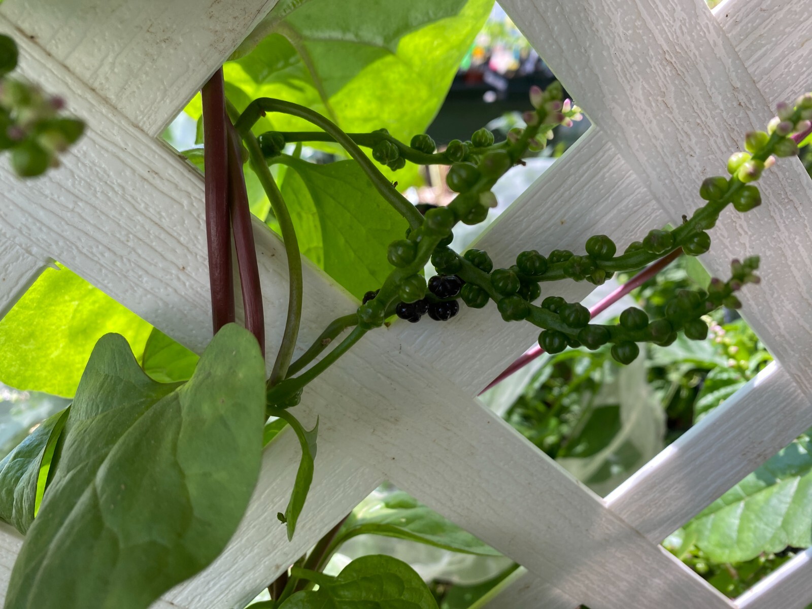 🌱Heirloom Red Malabar Climbing Spinach 50+ Seeds Warm Season Crop