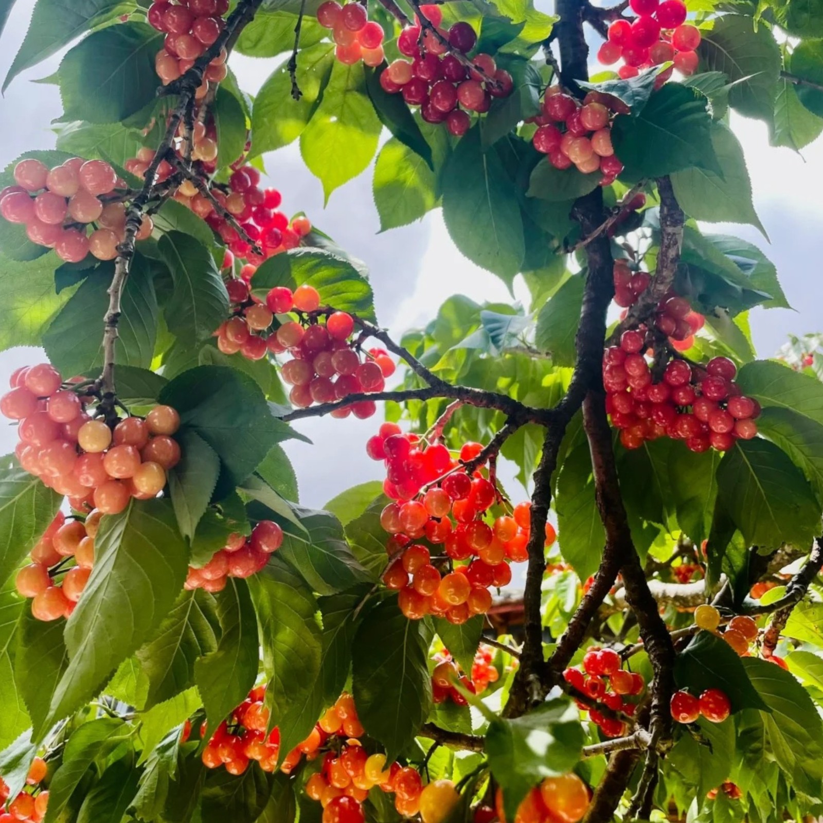 30 Sweet Cherry Seeds – Juicy Red Cherries for Home Orchards & Backyard Gardens