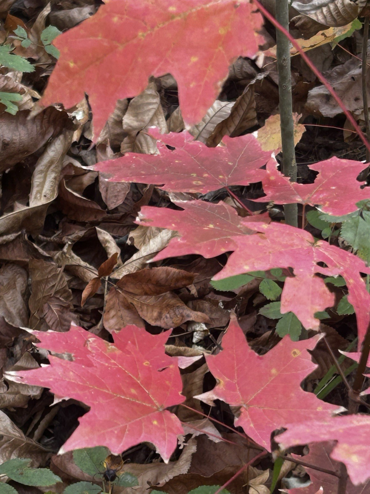 SE Michigan Ecotype Wild Grown, Forest Sugar Maple Seed (Acer Saccharum, 25 Pc.)