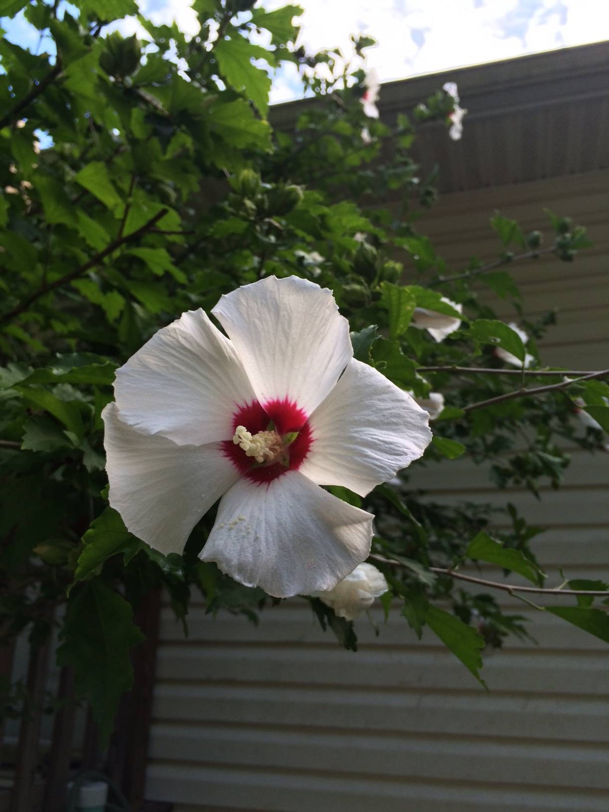 LOTS OF VARIETY OF 8 DIFFERENT KINDS OF FLOWER SEEDS GREAT DEAL! #020 USA Seller