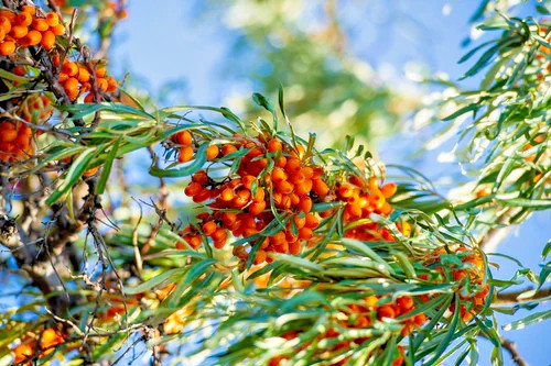 Sea Buckthorn “Seaberry” Tree Seeds (Hippophae Rhamnoides) Cold Hardy Fruit