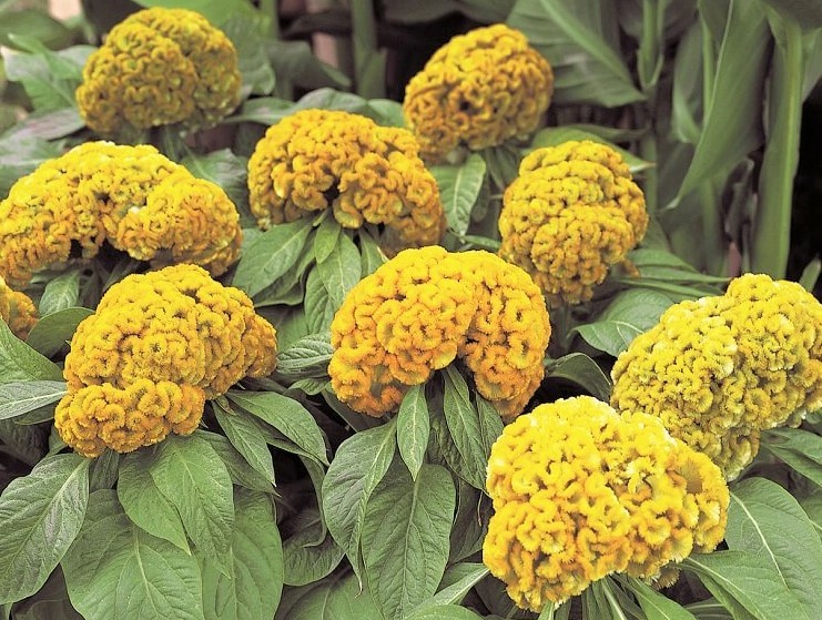 Celosia Argentea Cristata Yellow 50-100+ Seeds, Edible Cockscomb Heirloom Flower