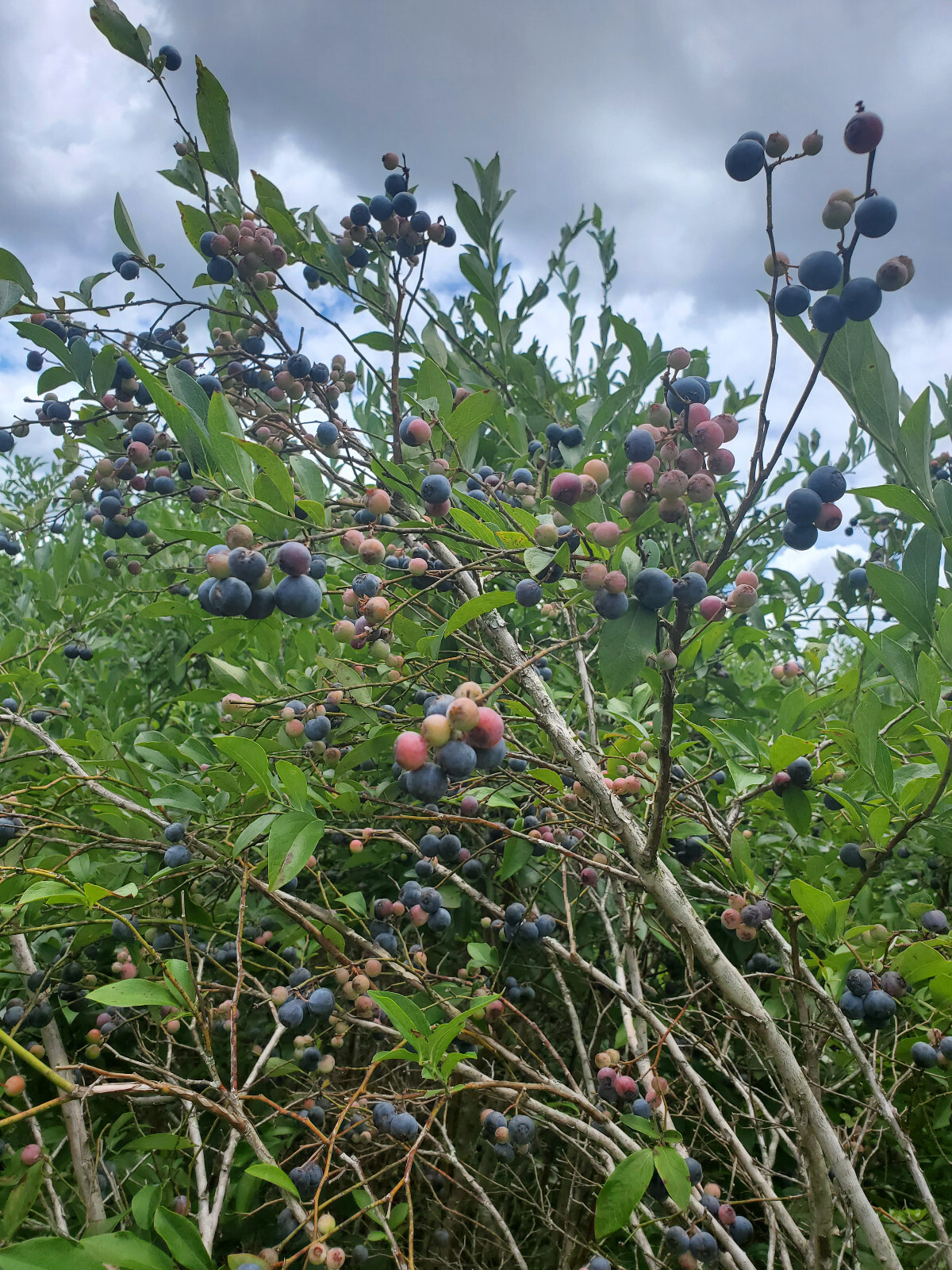 75 FLORIDA RABBITEYE Blueberry Seeds rabbit eye blue berry vaccinium virgatum