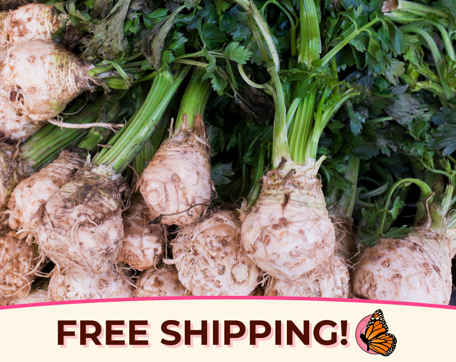 10400+ Celeriac Seeds ‘Giant Prague’ | Heirloom, Non-GMO, Vegetable Gardening