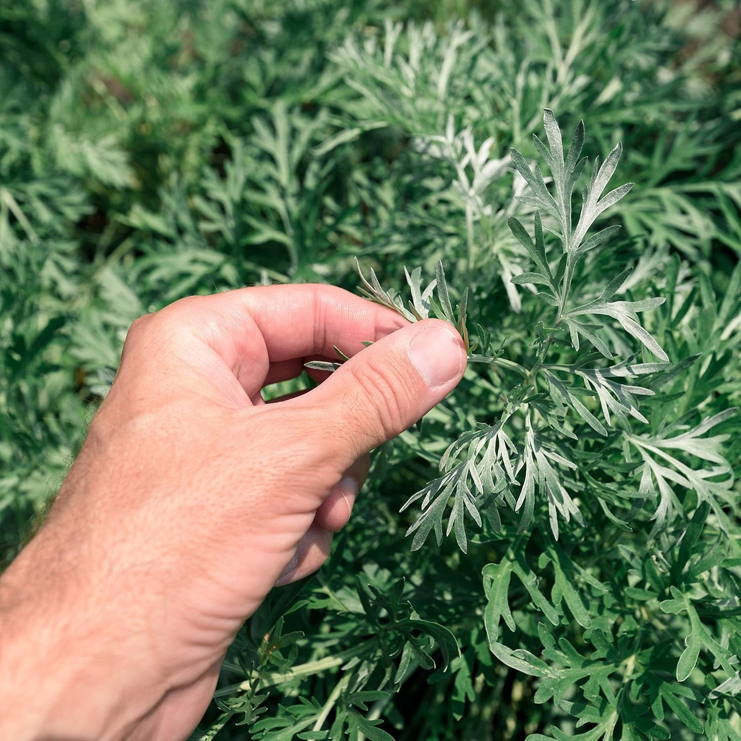 Low-Maintenance Wormwood Seeds – 5000 Pcs for Wildlife-Friendly Gardens