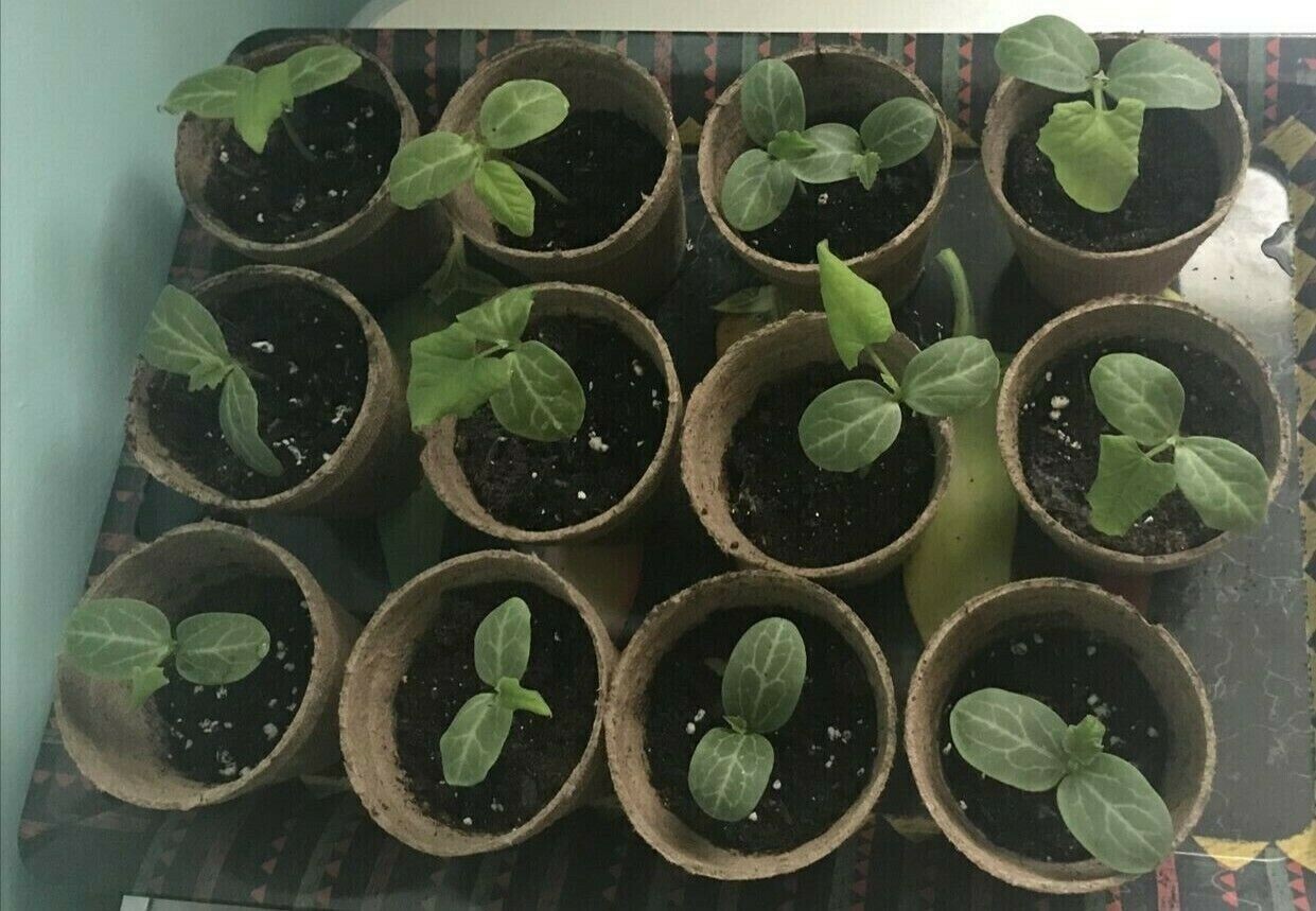 20+ Organic Luffa Gourd Seeds -Hột Mướp Hương -Organic NON-GMO – Free Shipping!