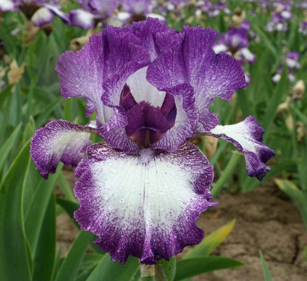 Sun Devil Bicolor Bearded Iris Rhizome, Yellow & Purple Flowering Plant, Root