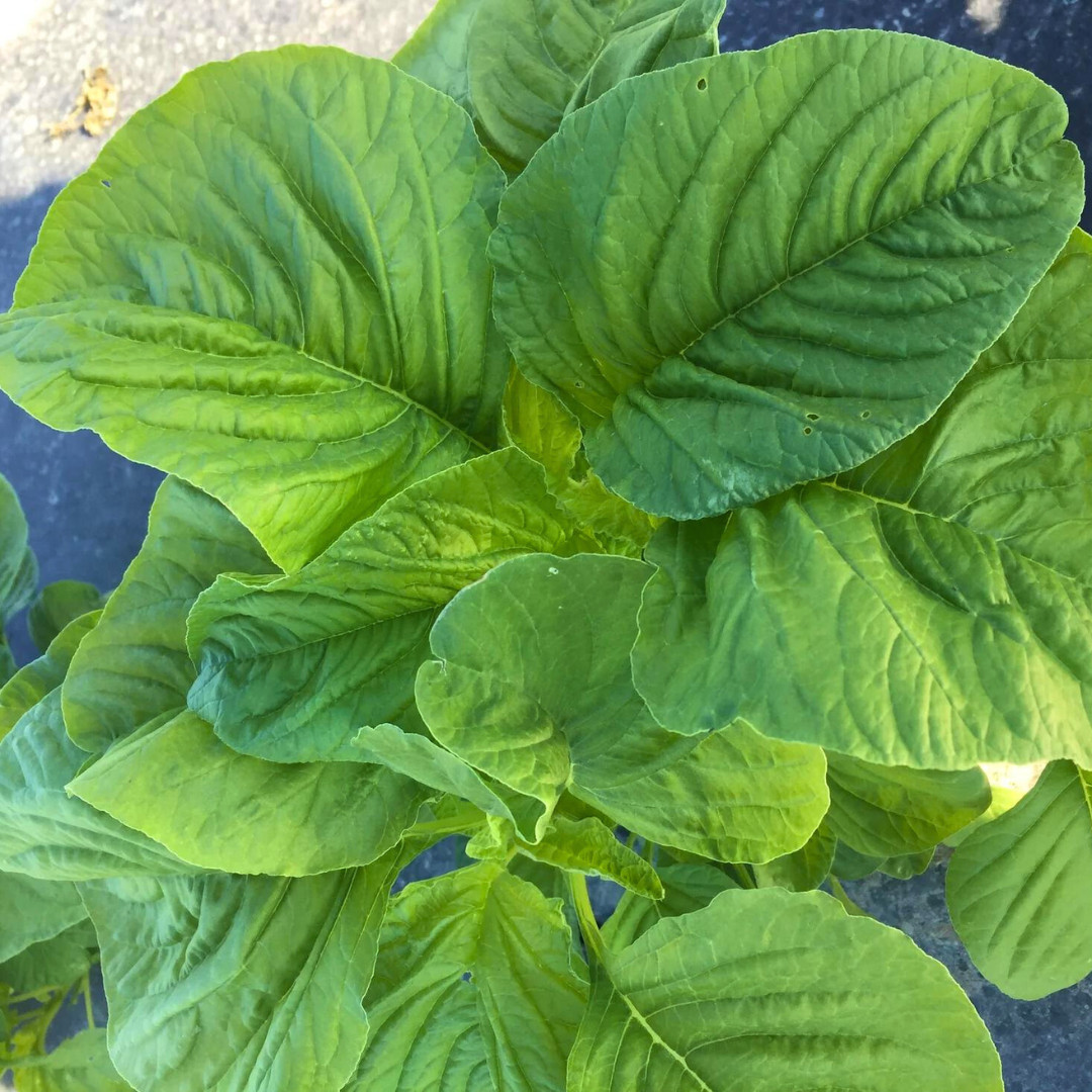 Fresh Green Leaf Amaranth Seeds | Lu Hsien | Heirloom Non-GMO | Asian Vegetables