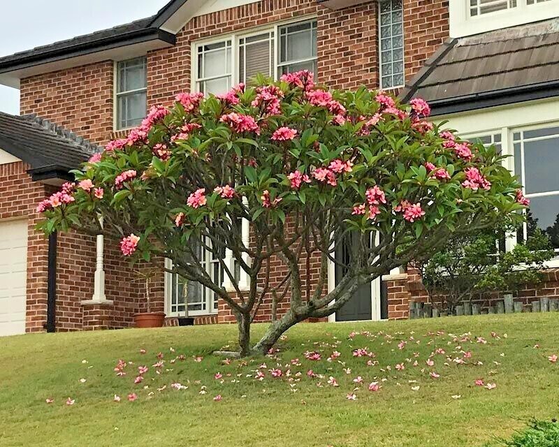 Mexican Red Plumeria Temple Tree Seeds (P. rubra) Tropical Frangipani Flower