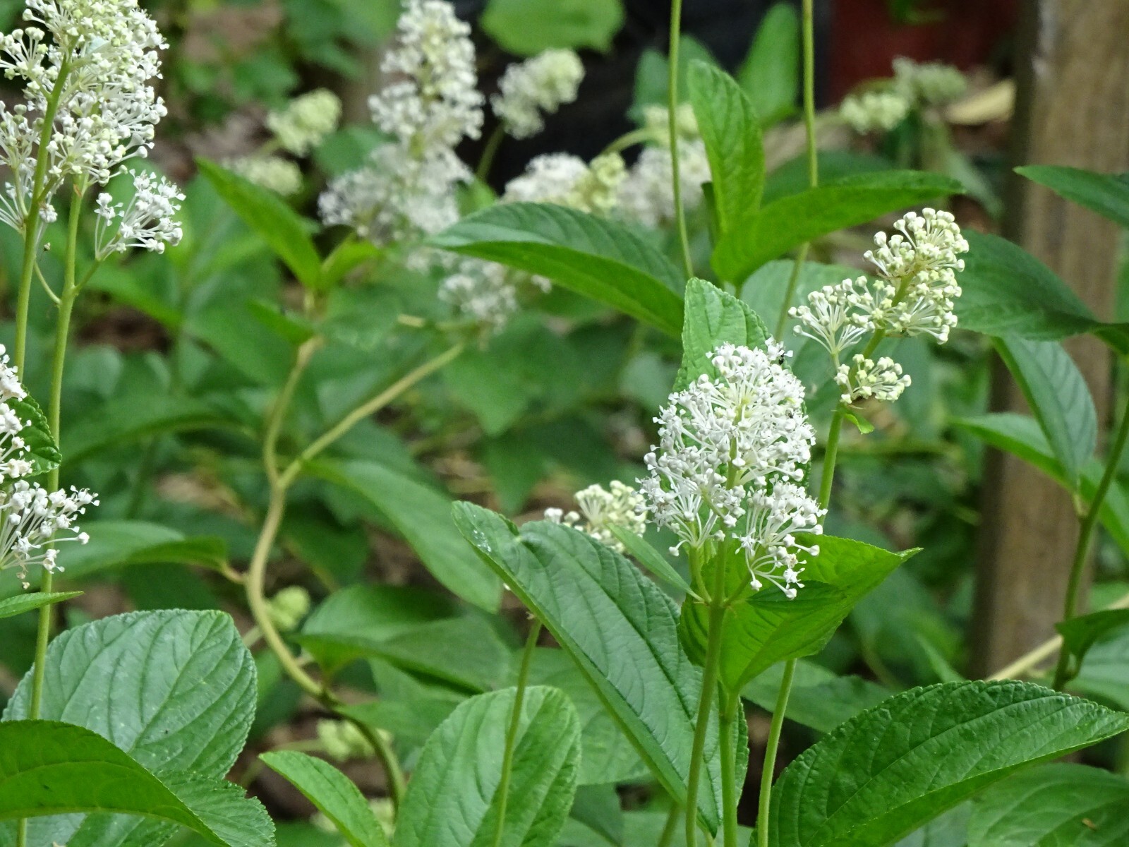 New Jersey Tea Ceanothus americanus Native perennial Bush 25 seeds