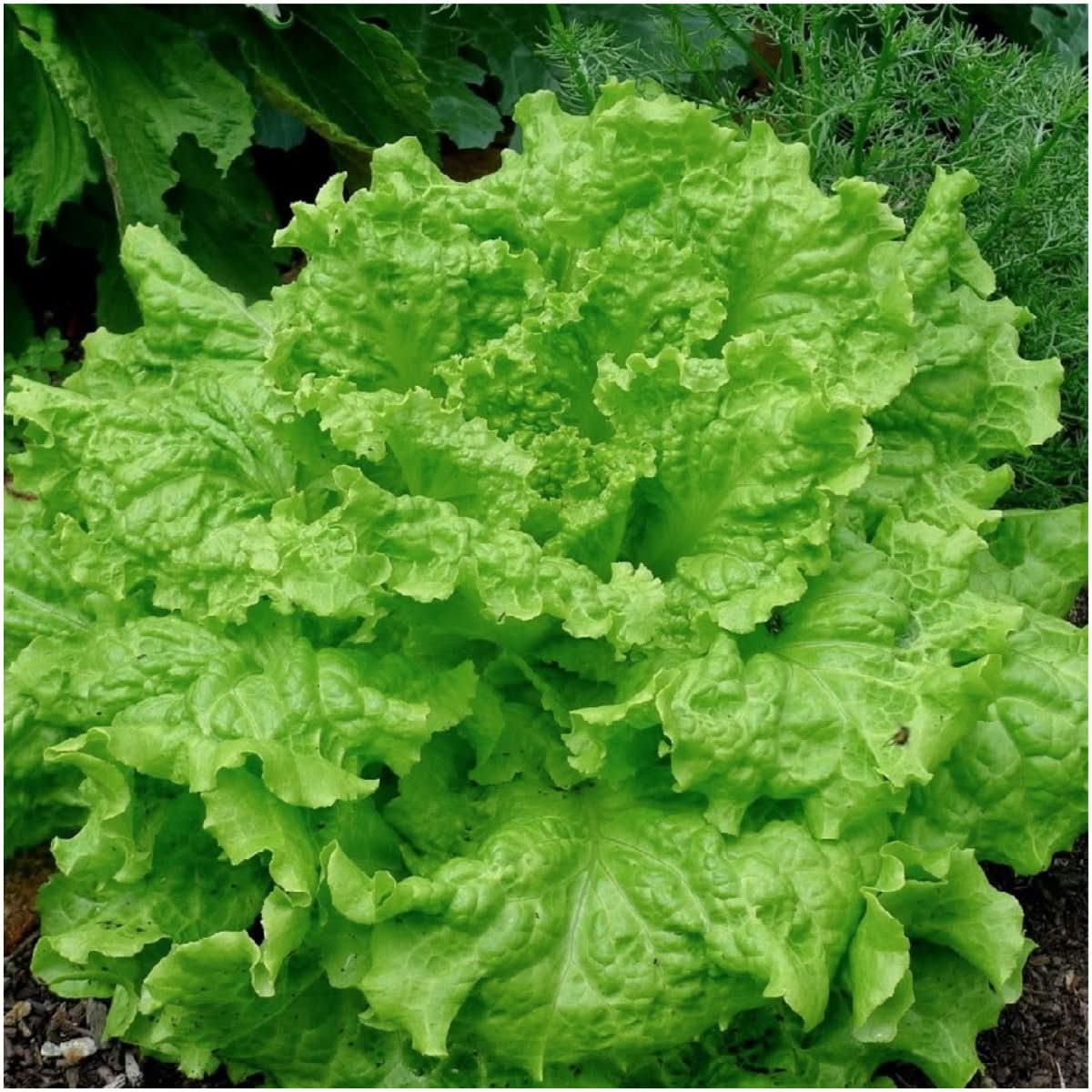 Black Seeded Simpson Lettuce Seeds For Planting (Lactuca sativa)