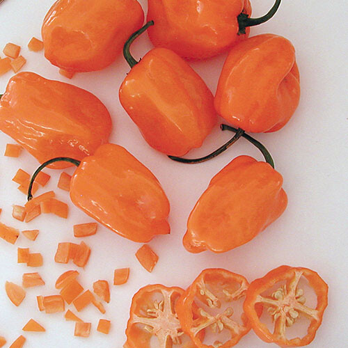 Orange Habanero Pepper Seeds | Heirloom / Non-GMO | Free Shipping | 1003