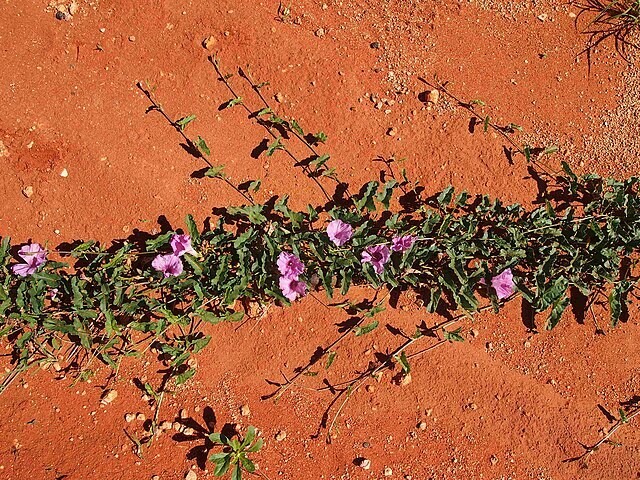 Ipomoea muelleri | Poison Morning Glory | 10 Seeds