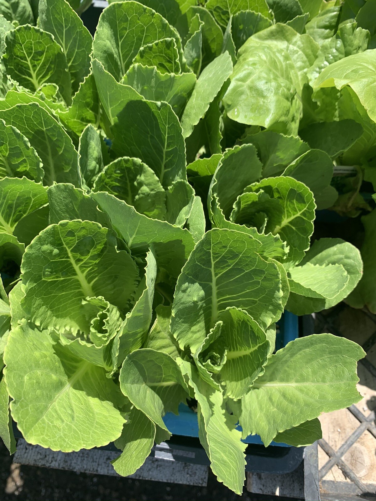 1 Organic Romaine Lettuce 4 Inches Pot