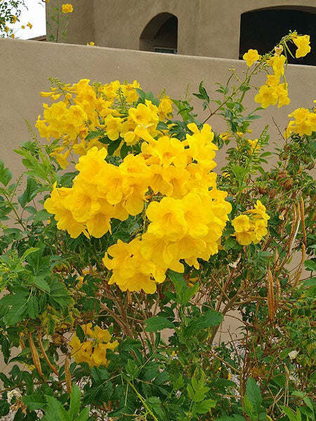 Tecoma stans | Yellow Bells | Ginger-Thomas | Esperanza | 10 Seeds