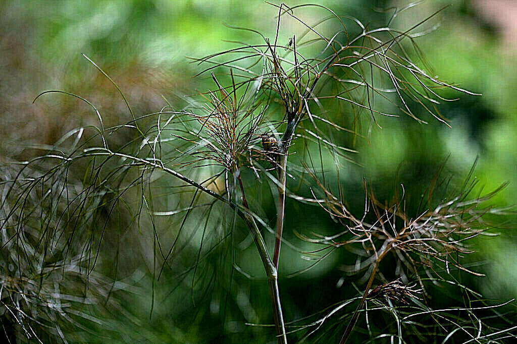 BRONZE FENNEL 100 SEEDS, DARK-PURPLE, FERN-LIKE FOLIAGE, LICORICE FLAVER, HERB