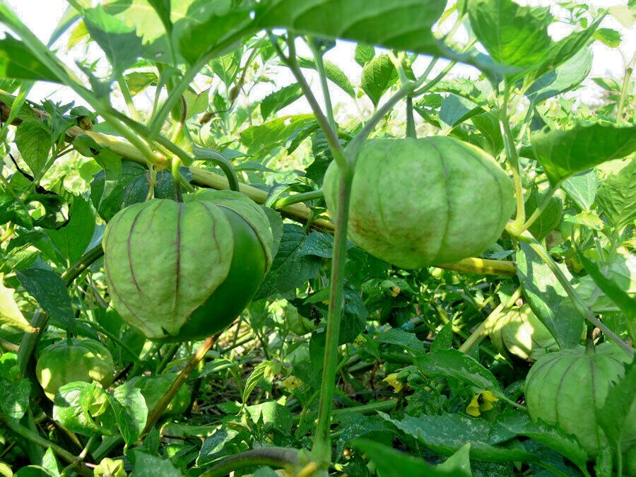 101+TOMATILLO GIGANTE Seeds Organic Summer Vegetable Garden Container Easy Grow