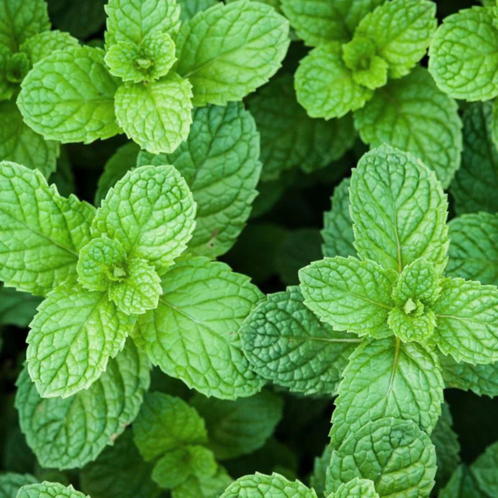 1000pcs Mint Seeds for Planting – Non-GMO Heirloom Herb Seeds Herbal Tea Garden