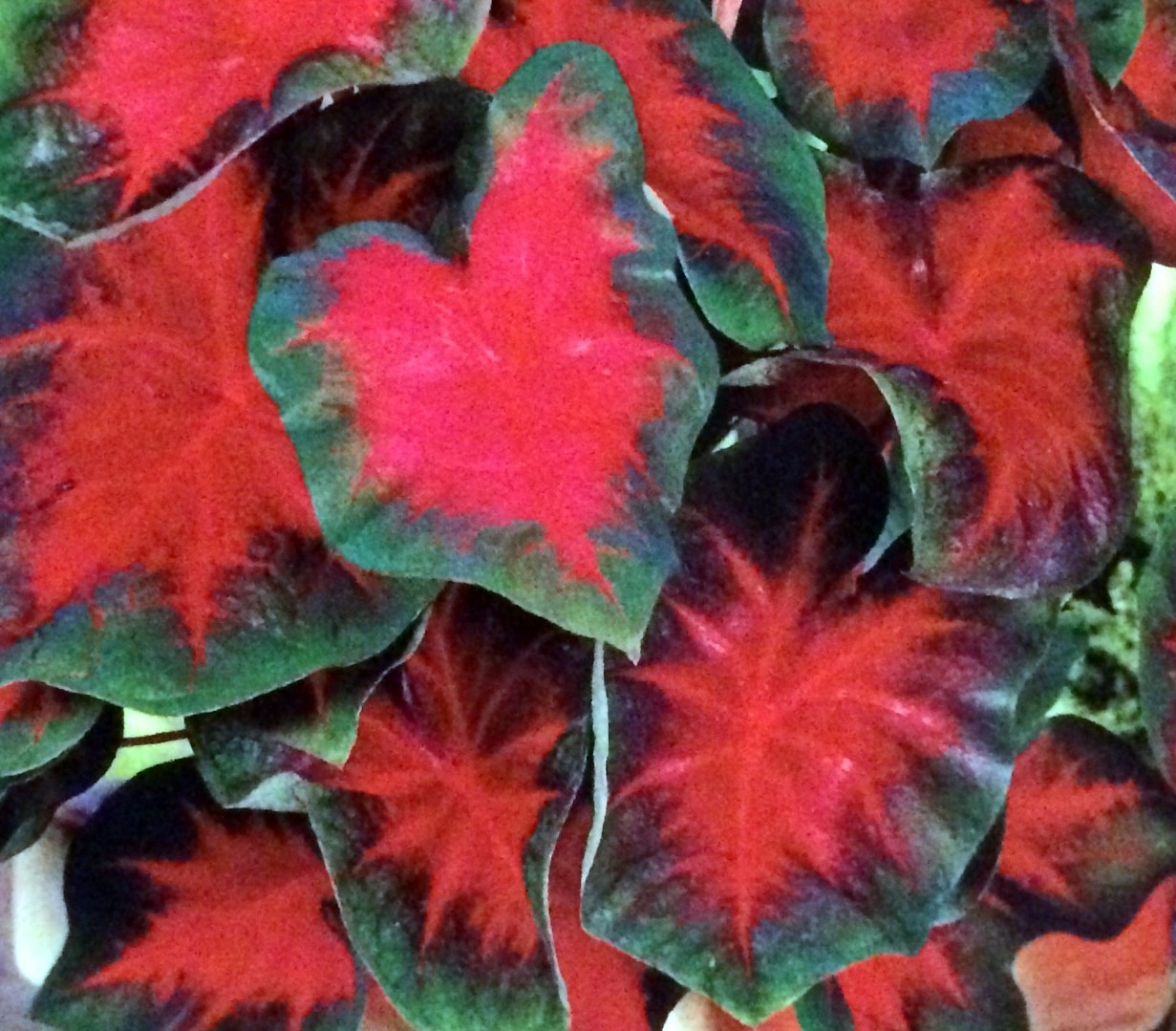 5 Fancy-Leaf CALADIUM Bulbs~FLORIDA CARDINAL~Red & Green Leaves~ FREE SHIP