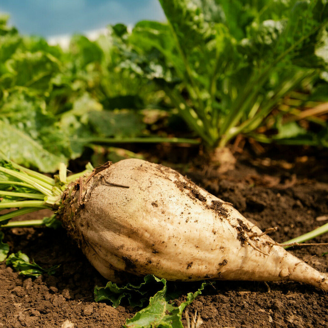 Sugar Beet Seeds | White Albino Sucrose Mangel Turnip Beets Vegetable Seed 2024
