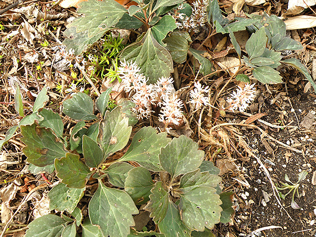 ALLEGHENY SPURGE 5 roots (Pachysandra procumbens)