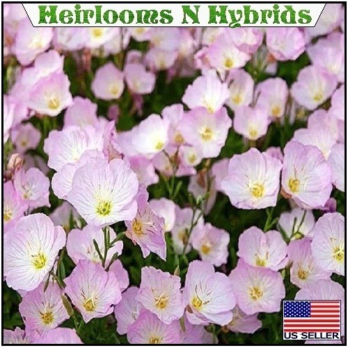 Showy Evening Pink Primrose Seeds Oenothera Speciosa 5,000 – 20,000 Seeds