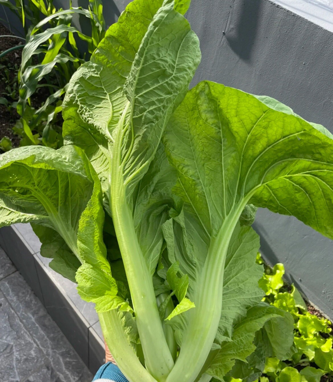 5000+ Super Large Leaf Bamboo GAI CHOI Mustard Green seeds Cai Be xanh Sieu Lon