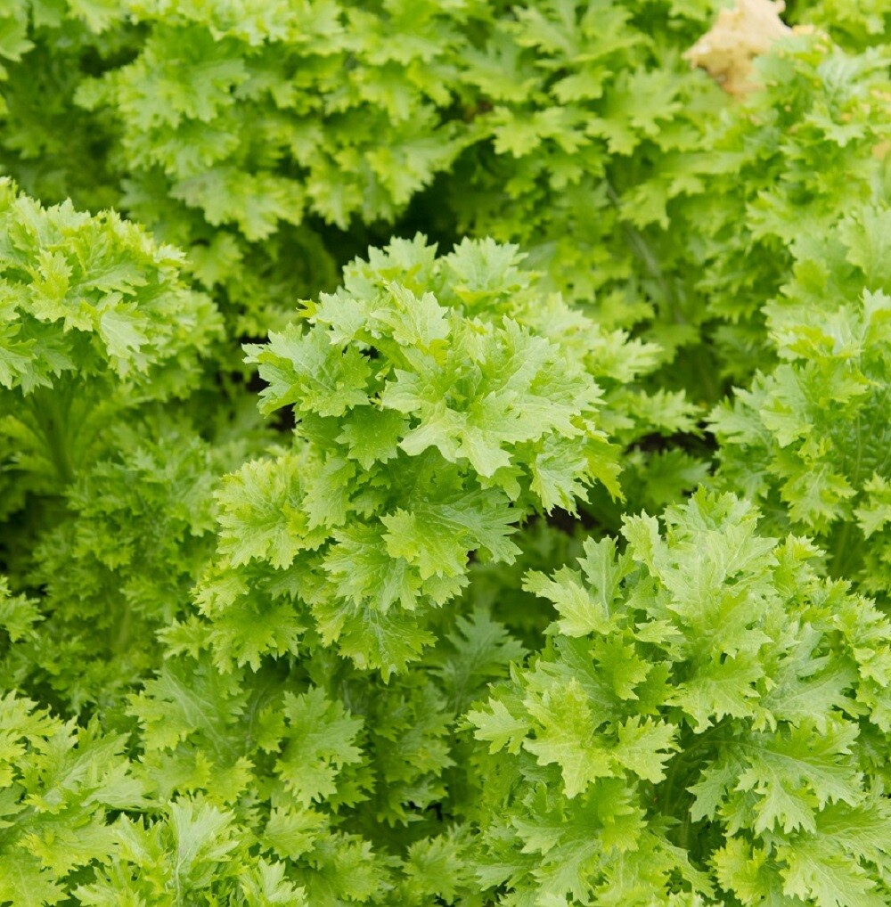 Southern Giant Curled Mustard Seeds | Heirloom | Non-GMO | Fresh Herb Seeds