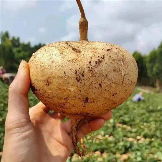 JICAMA SEEDS – HẠT CỦ SẮN, CỦ ĐẬU |NEW SEEDS 2023|