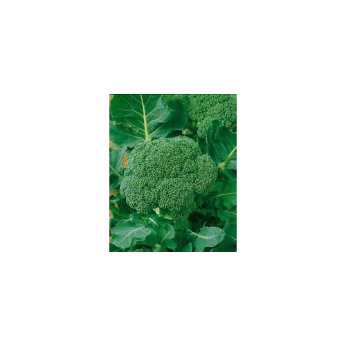 seed kingdom Broccoli Waltham 29 Heirloom Vegetable By Seed Kingdom 1/4 Lb Seeds