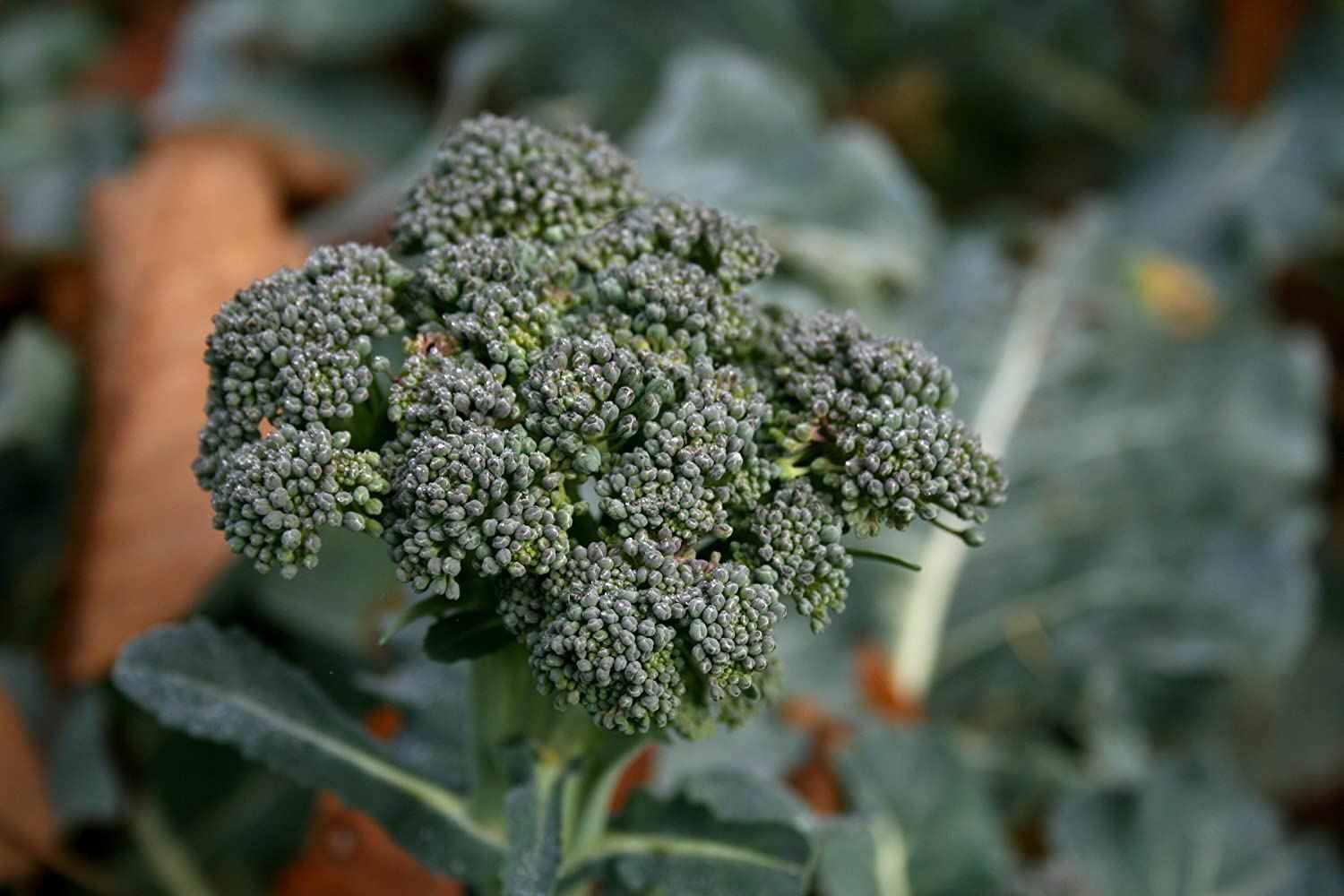 Broccoli Seeds- Waltham 29,”COOL BEANS N SPROUTS” Brand. Home Gardening.