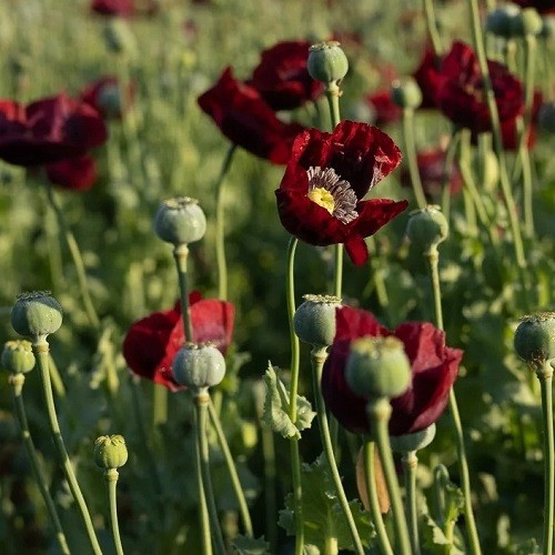 English Maroon Poppy Seeds XL Dark Red Flowers Stratified Genuine P Somniferum
