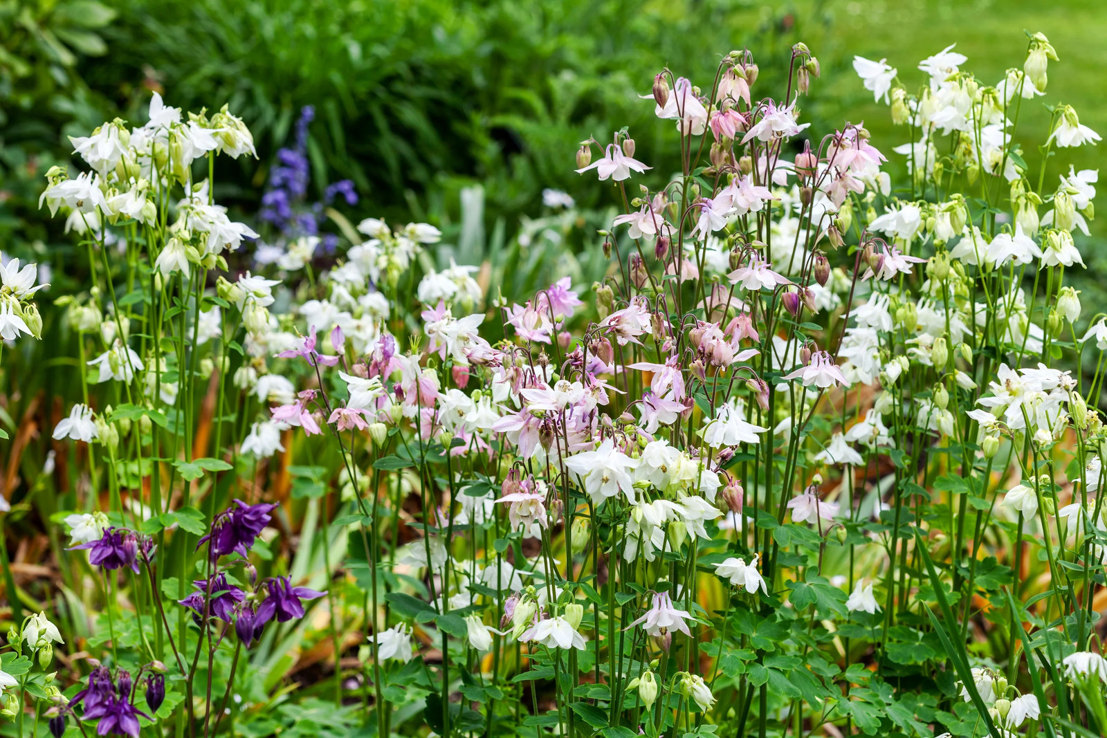 100 Mixed TALL DOUBLE COLUMBINE Aquilegia Vulgaris Red Pink Purple Flower Seeds
