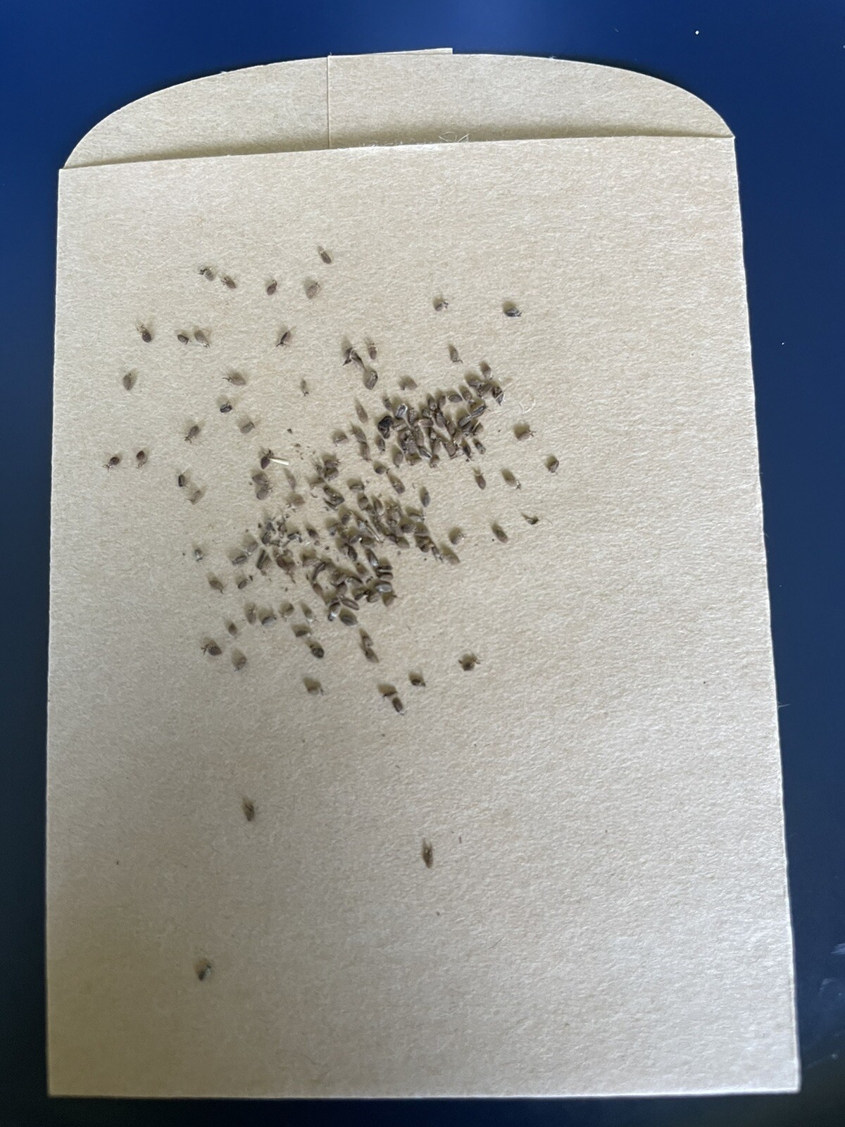 200+ Culantro non-gmo Seeds | Mexican Coriander Asian Ngò Gai Recao Shadow Beni