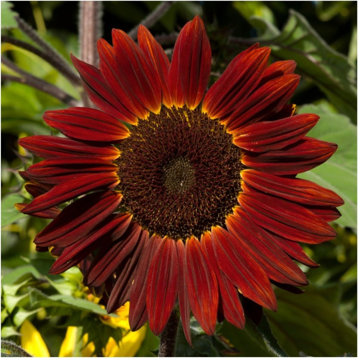 Moulin Rouge Sunflower Seeds for Planting Red Sunflowers – F1 Hybrid Deep Bur…