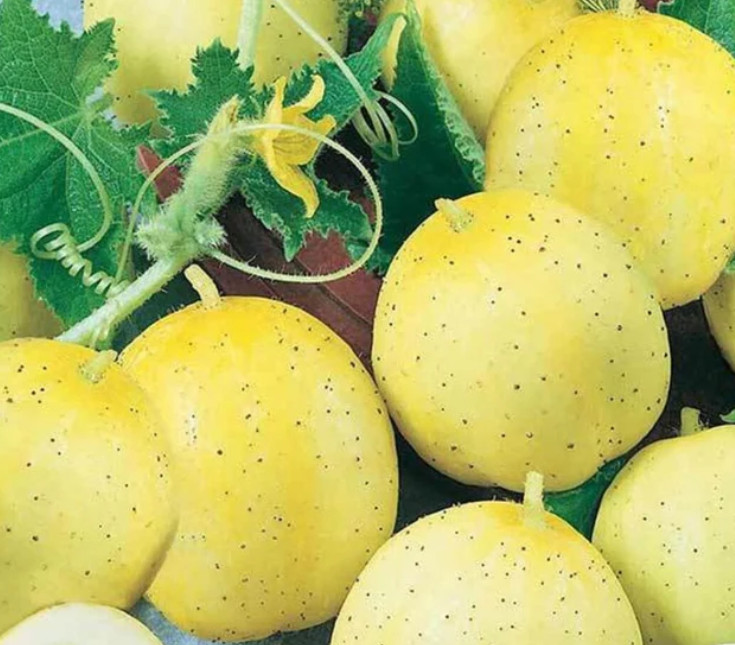 Cucumber Seeds LEMON Sweet Yellow Baseball Sized Fruits Non-GMO 100 Seeds