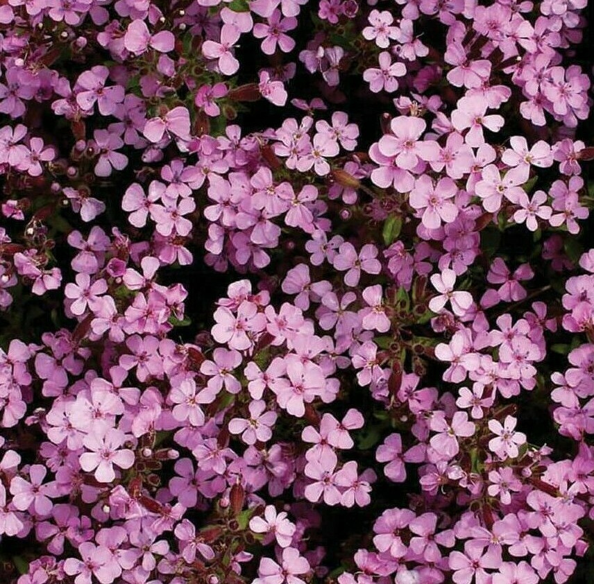 ROCK SOAPWORT SEEDS 500+ SAPONARIA perennial flower CREEPING groundcover PLANT