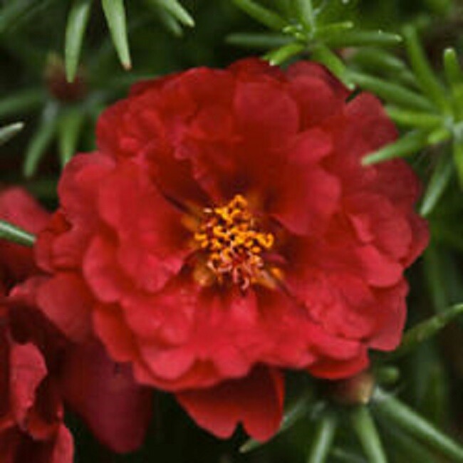 MPB# 12 Portulaca Seeds Portulaca Logro Red 50 Multi pelleted Seeds Perennial